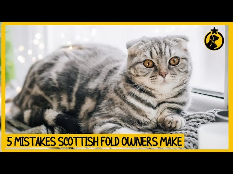 5 Common Mistakes Scottish Fold Cat Owners Make