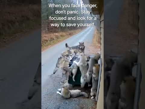 When you face danger, don’t panic. Stay focused and look for a way to save yourself.