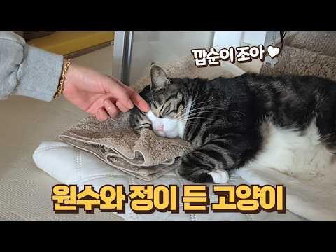 하루 돌봐줬을 뿐인데.. 깝순이와 1박 후 보름이가 180도 달라졌어요