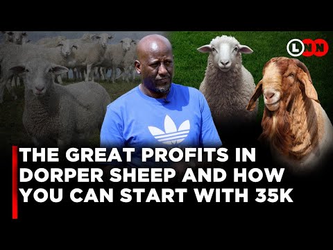 The Great Profits in Dorper Sheep Farming & How You Can Easily Start With Just 35K | LNN