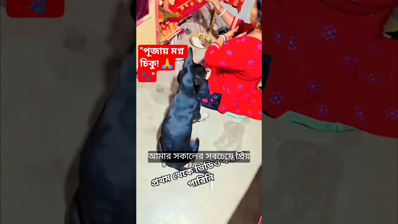 পূজার সময় চিকুর কিউট কর্মকাণ্ড! 🐕🌺 #CuteMoments #Shorts #DogLover #Pooja #trending