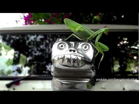 Spraying Mantis on Mahindra - Hierodula Membranacea