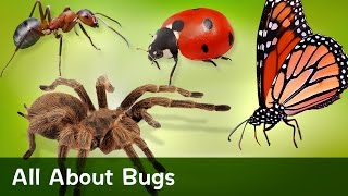 All About Bugs