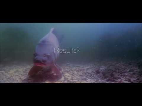 Underwater Carp fishing