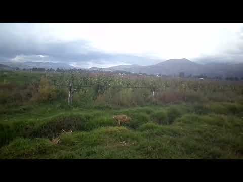 PASEO POR EL DISTRITO DE IZCUCHACA ANTA CUSCO DONDE SE DEDICAN AL CULTIVO DE ALCACHOFA
