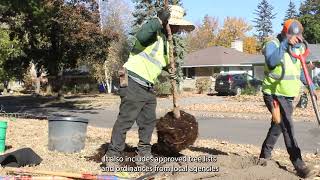 Best Practices for Boulevard Tree Selection