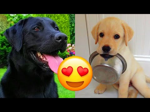 Labrador Retriever — Adorable And Hilarious Videos And Tik Toks Compilation