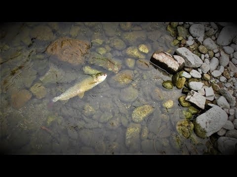 Fly fishing in clear water.