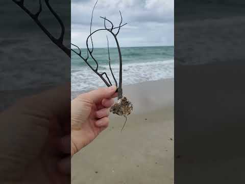 Ocean Plant | Pompano Beach, Florida