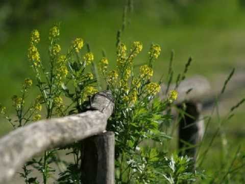 Fonte d'amore // 3. Pomlad / Springtime