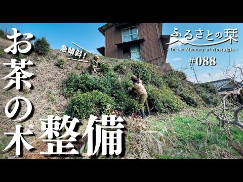 [Tea Tree] Maintenance of tea trees and the taste of spring｜Rural Japan 088