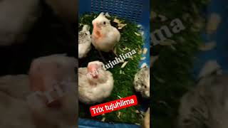 Download lagu anakan parkit Australia seri whiteface lolohan #birds #viralvideo #parrot #falk mp3