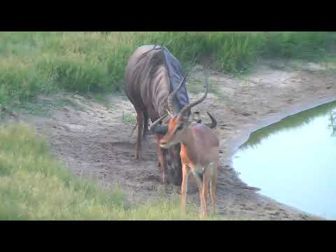 Djuma: Impalas and Wildebeest bull - 18:33 - 02/10/19