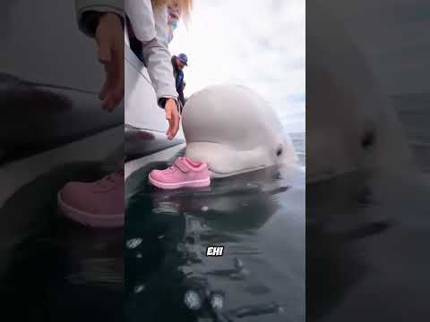 😱 La scarpa di questo bambino è caduta in mare... Cosa ha fatto la balena? 🐋 #shortvideo
