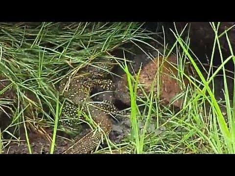 Djuma: Water Monitor Lizard digging and finally finds a meal - 06:39 - 01/19/2020