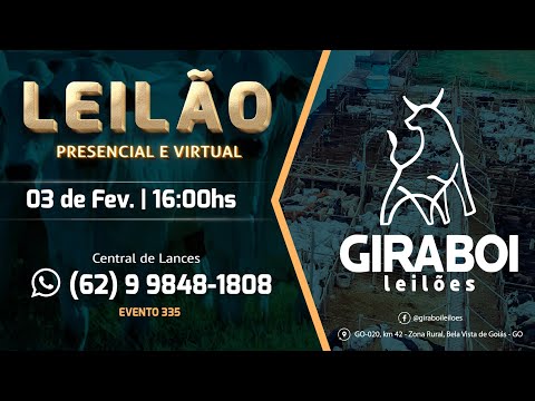 Leilão Gado de Corte - Giraboi Leilões 10/02/2026 Bela Vista de Goiás