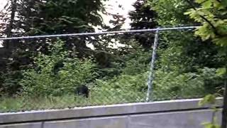 Mr Bear is that You?