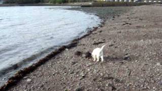 preview picture of video 'Golden Retriever  Joey  at The Beach'