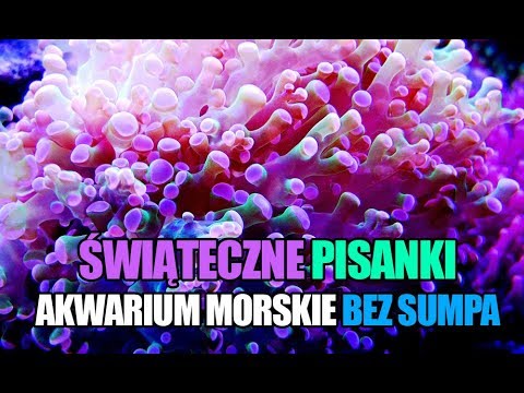 (59) Glossy Reef 200 - Świąteczne pisanki - Akwarium morskie bez sumpa - Reef aquarium