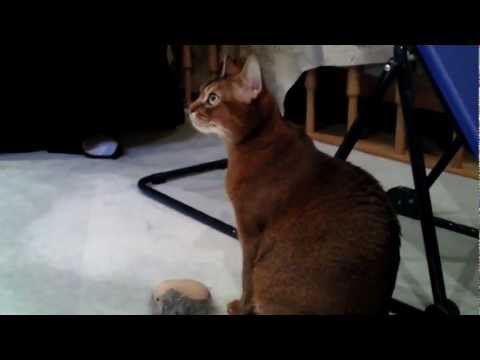 Abyssinian Cat is purring like a bird!