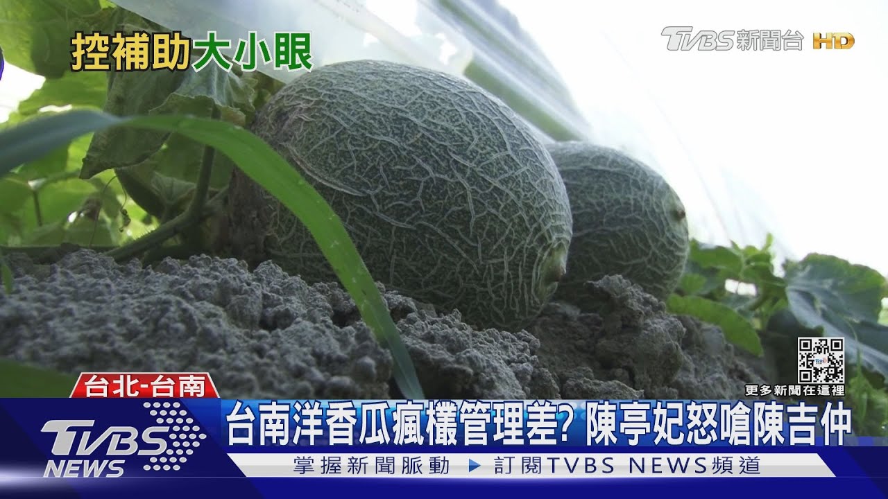 橙蜜瘋欉天災 洋香瓜變人為?陳亭妃立院怒嗆陳吉仲