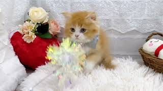 スコティッシュフォールドの動画01