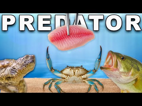 Feeding All of my Predators (Tilapia)