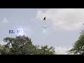 EL MUNDO DE LOS PAJAROS