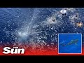 Coast Guard OPENS FIRE on massive shark approaching 40 crew members swimming in ocean
