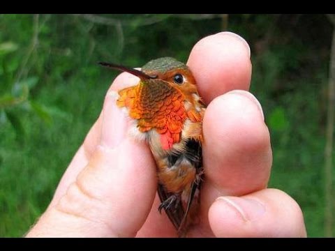 Dünyanın En Küçük Kuşu