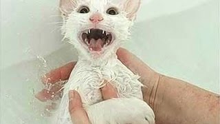 Cats Saying "No" to Bath - A Funny Cats In Water Compilation