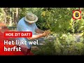 Gele blaadjes, eikels... Wat is er aan de hand in het bos? | Omroep Brabant
