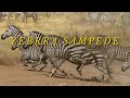 Sound Of A Zebra Stampede