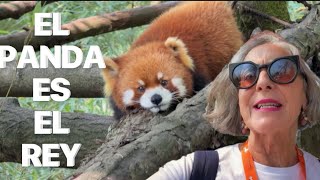 Aquí,el panda es el rey   Mayo 2016 #120b
