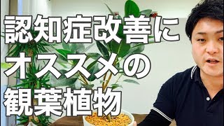 【認知症】認知症患者さんのいらっしゃる家庭に置いてほしい植物【富山】