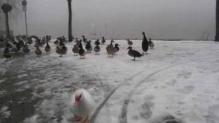 Stars - International Rock Star