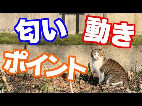 野良猫を助けるにはどうすればいいでしょうか?