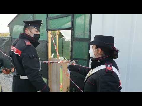 Omicidio all'alba a Misano