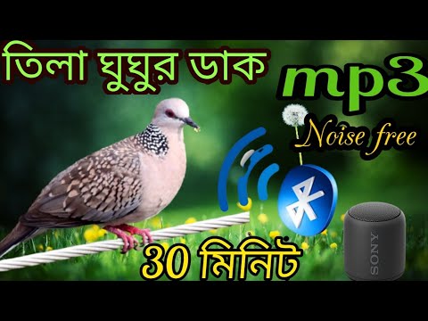 spotted dove calls /Dove birds sound /gugu pakir dak /ঘুঘু পাখির ডাক /#bmmedia1