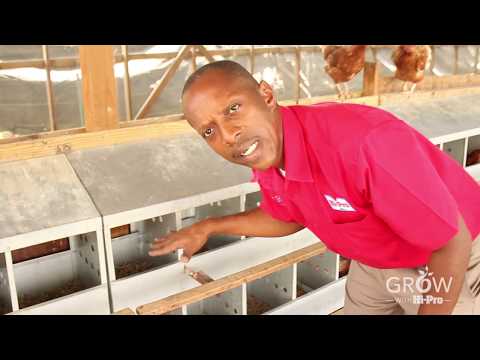 Nest Box Installation in your Layer / Pullet House