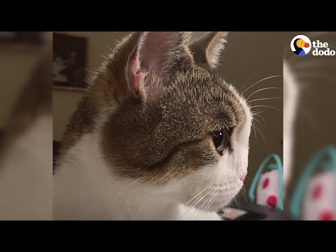 Cat With Cleft Palate Finds Parents Who'd Do Anything For Him