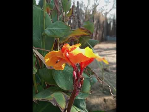 24 ledge -going insane (unreleased official lyrics)