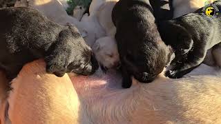 Gyerekek, erre van a reggeli!