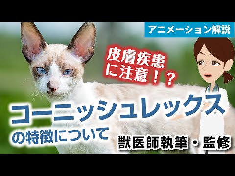コーニッシュレックスという猫