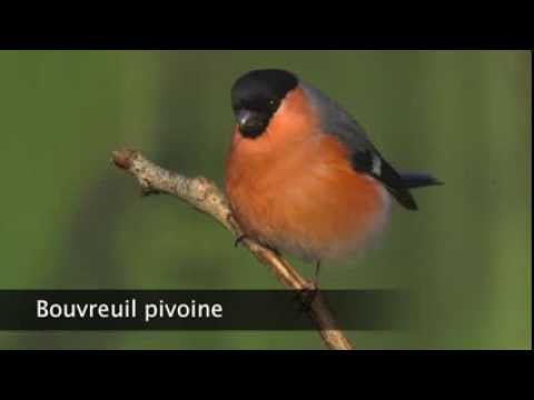 download lagu mp3 mp4 Bouvreuil Pivoine, download lagu Bouvreuil Pivoine gratis, unduh video klip Bouvreuil Pivoine