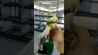 Download lagu Santai bareng Kenari Yorkshire Import mp3