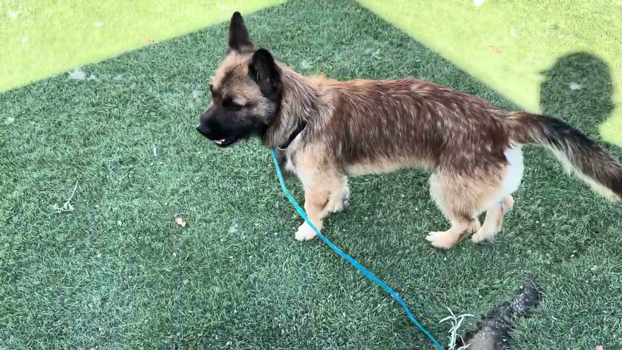 Enlarge Sosa, a Adoptable mixed breed in Wasco, CA video 6/6