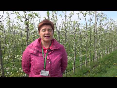 Zlatno klasje: Proljetna zaštita voćaka