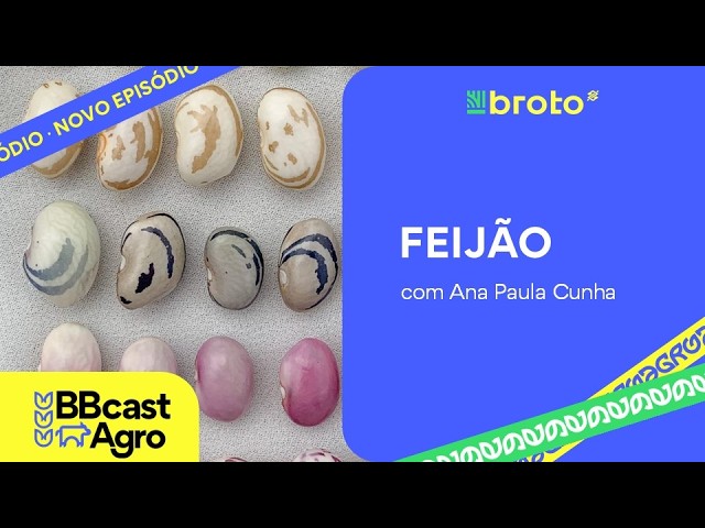 Feijão: segunda safra concluída, terceira safra avança e El Niño exige atenção | BBCast Agro