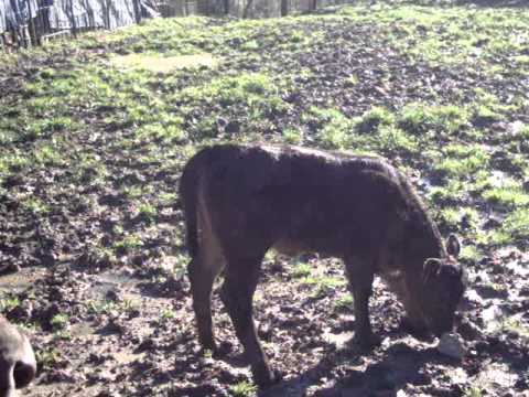 Mucca al pascolo con vitellino